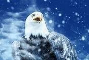 eagle in snow
